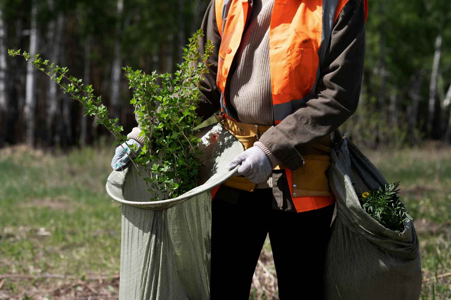 The Steps Involved in Our Tree Care Process in Monticello, GA